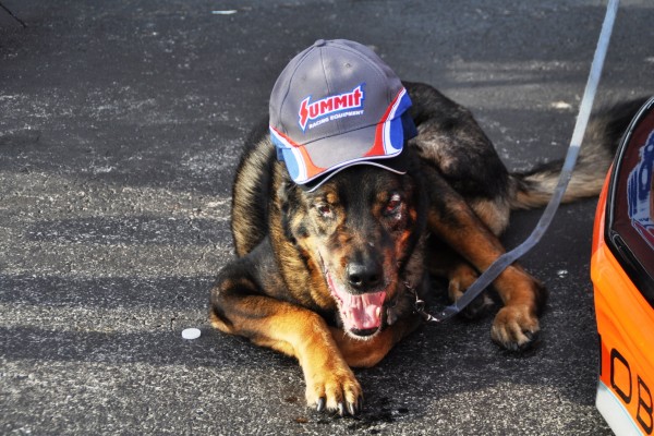 dog with a summit racing hat
