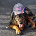 dog with a summit racing hat thumbnail