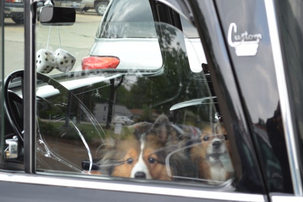 1963 GMC Fenderside, dogs in cab