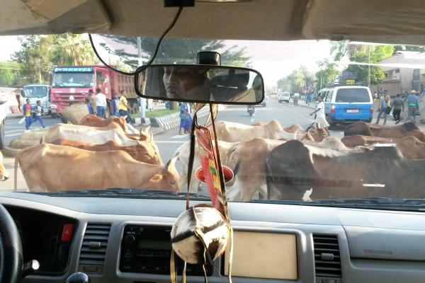 cows crossing street in an African village