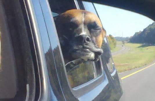 dog sticking his head out of a car window