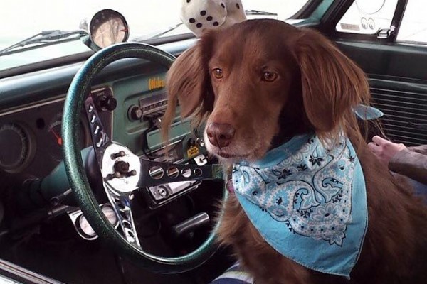 Dog in 1967 Chevy Pickup