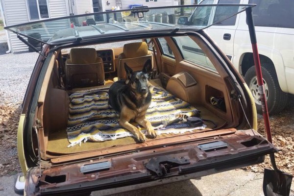 dog in the back of a full size station wagon