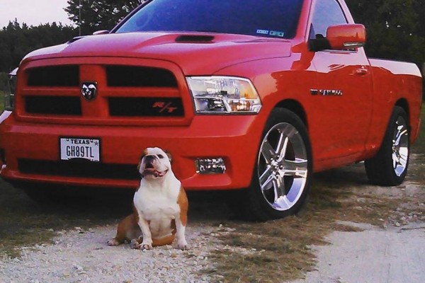 dog next to dodge ram truck