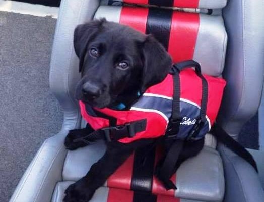 dog in a boat wearing a swim vest