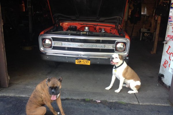 2 dogs near an old truck in a garage