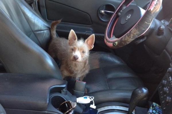 dog sitting in the drivers seat of a car