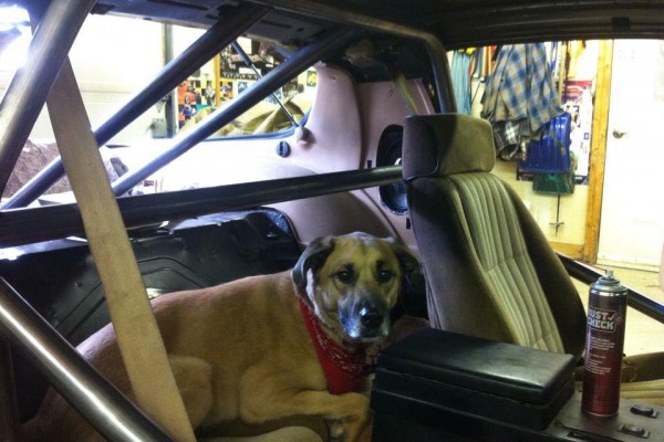 a dog in the back of a trans am race car