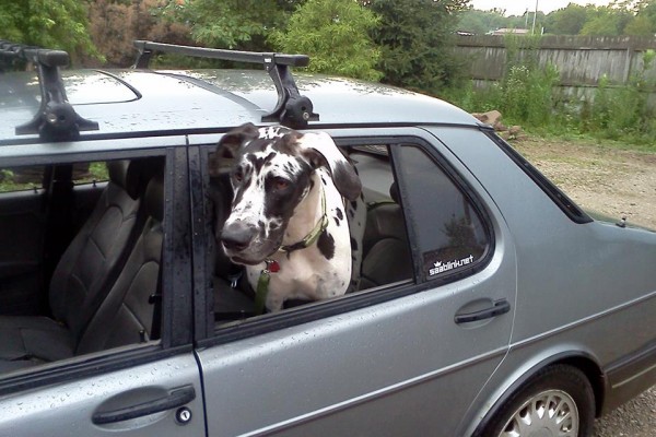 a Dalmatian sitting in the back of a saab