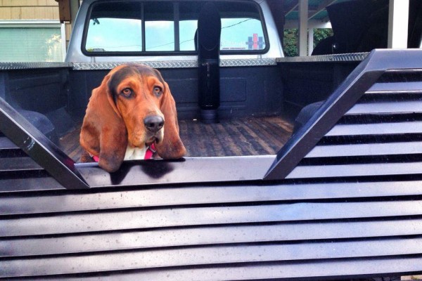 dog in the bed of an old truck