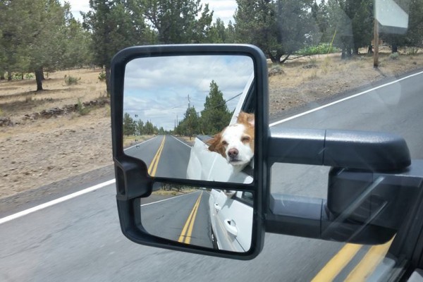 picture of a dog with its head out of the window of a moving car