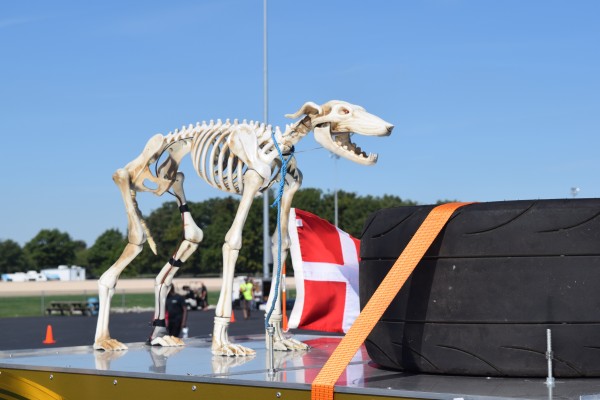 dog skeleton on race car trailer