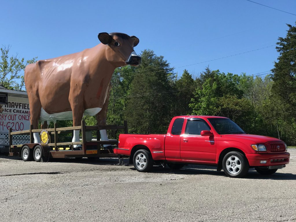 toyota tacoma hauling giant fake cow statue