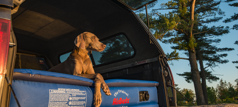dog lounging on an inflatable air mattress within a truck bed