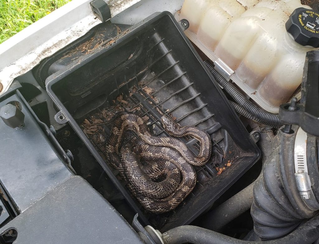 snake found in a vehicle's engine air box