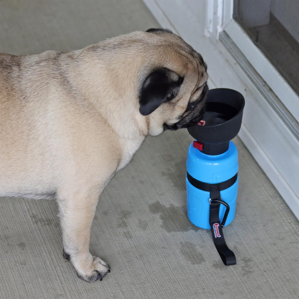 dog pug drinking from a collapsible water bottle