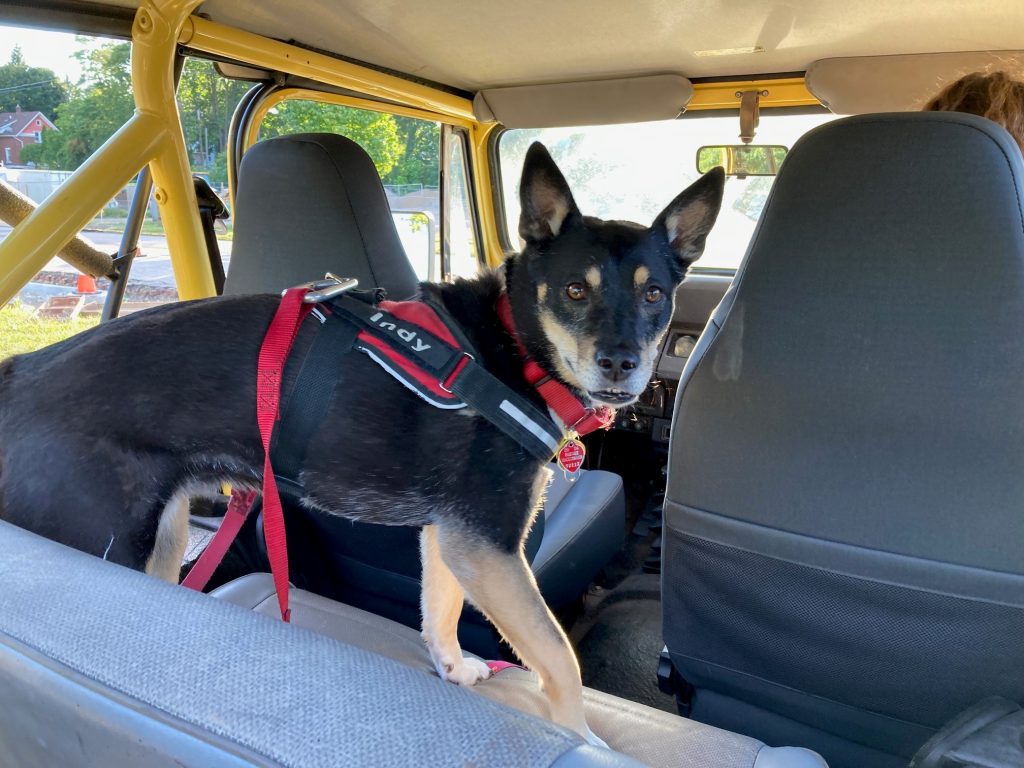 Dog in the back seat of a YJ Jeep Wrangler